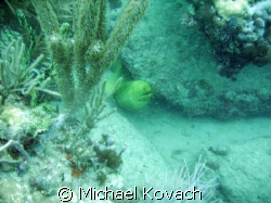 Green Morey eel  in the rocks at the Pompano drop-off nea... by Michael Kovach 